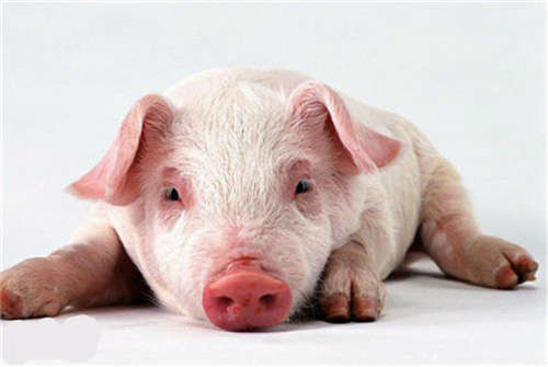 �F(xi��n)����С���B(y��ng)�i����ٍ�X֮��